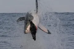 Great White Sharks breach to hunt -- with split-second timing they grab their prey in one swift snatch. Follow the whole breaching action in this slideshow.