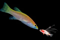 Larvae sea bass looking at the adult version of itself with a black background.