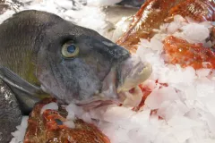 A fish from a deep underwater expedition sits preserved on a bed of ice.