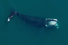 a right whale seen from above