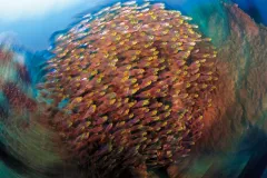“Golden sweepers form schools in reef crevices and caves and among coral heads. The technique I employed to make this image was a long exposure and rear curtain synchronization combined with a circular rotation of the camera during the shot. Buyat Bay, a