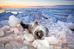 In 2011, storms and lack of ice-cover due to a warmer winter climate resulted in hundreds of seal pups being washed up on the shore of Prince Edward Island. Like many, this young seal faced an uncertain future. See more Nature's Best Photos.