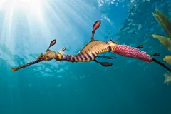 “The male weedy seadragon is entrusted with the pink, fertilized eggs once mating has been completed. It is his task to incubate them until their hatching, approximately eight weeks later. The day this photo was taken, the weather and conditions were unu