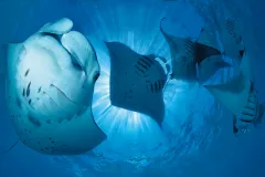 “Once in a while, manta rays appear in great numbers in a small bay in the Baa Atoll. The concentration of plankton must be very high in this particular bay, because up to 200 manta rays have been seen here at one time. It can be difficult to capture a n