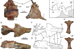 A scientific diagram containing photos and illustrations of the bones and teeth of fossil whales.
