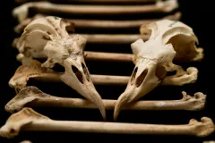 400 to 1,000 year old bones from an endangered seabird, the Hawaiian petrel. Bones such as these provide a window into the lives of seabirds before and after human arrival in the open ocean environments of the North Pacific. 