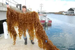 Sugar kelp from the “integrated multi-trophic aquaculture” (IMTA) collaboration between the National Oceanic and Atmospheric Administration (NOAA), New Hampshire Sea Grant, the University of New Hampshire, and the Portsmouth Commercial Fisherman's Asso