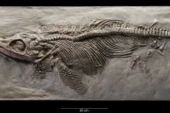 A skeleton of an ichthyosaur