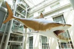 a life size model of a megalodon