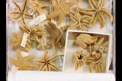a box of dried sea stars