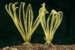 two yellow sea lillies