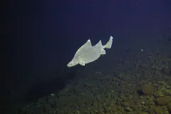 A prickly dogfish swims in blue water near the ocean's bottom. 