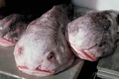 Blob Sculpin, A Deepwater Fish