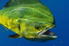 A green mahi-mahi fish underwater