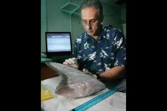A geneticist samples shark DNA