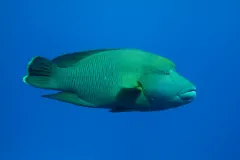 A male humphead wrasse