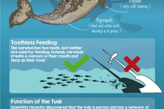 Diagram of narwhal anatomy and tusk function