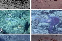 These wormlike animals make spiral tracks on the sea floor.