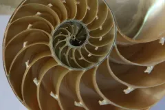 A cross-section of a nautilus shell is not only beautiful, it also is a great example of the chambered cephalopod shell. The projections splitting each chamber are the siphuncle tubes that allow gas and liquid to be transferred from chamber to chamber. 