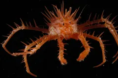 This crab was collected on a NOAA/MAR-ECO cruise to the Mid-Atlantic Ridge in 2009.