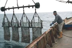 Dredges used to catch king scallops in the U.K.&nbsp;
