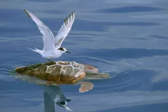 “I slowly approached this bird resting on the back of a turtle just under the surface of the water. I got the shot just before the tern flew away.” -- Nature's Best photographer, Nuno Sá.Equipment Used to Capture the Shot: Canon EOS 20D; 70-200mm lens