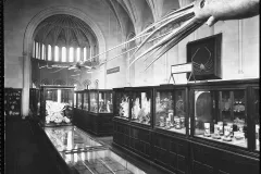 The "Lower Invertebrates" exhibit in Smithsonian Institution Building in 1901 included models of a giant squid and an octopus.
