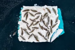 an aerial view of seals on an ice floe