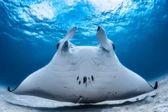 a manta ray swims up revealing its underside