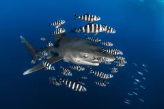 a shark and a group of pilot fish with black and white stripes