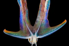 an octopus with rainbow colored webbing between its arms