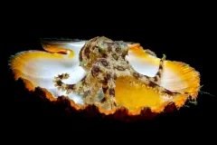 a blue-ringed octopus with eggs in a seashell