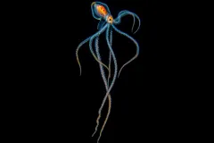 a colorful octopus in blackwater