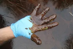 Oil from the Deepwater Horizon oil spill in the Gulf of Mexico impacts the coast at Pass a Loutre, La.