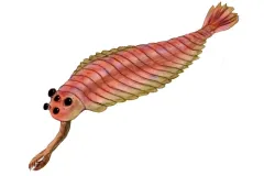 Illustration of Opabinia with five eyes and what look like scales. 