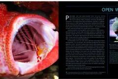 Photo Spread showing a shrimp cleaning a fishes mouth from Citizens of the Sea