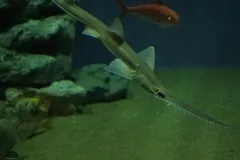 How well could you eat with a saw on your face? If you were a sawshark, you couldn’t eat without one! Sawsharks are named for their long snouts, which have sharp teeth protruding from either side. They attack their prey by slashing these “saws” from 
