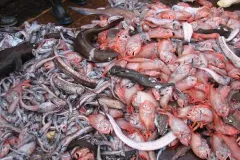 Orange roughy and various marine species, bycatch, on the deck of a research trawler