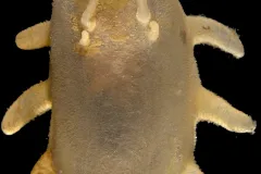 A species of sea cucumber from the Arctic discovered by Census of Marine Life researchers.
