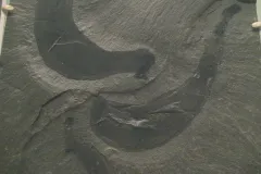 A fossil imprint of Ottoia prolifica.