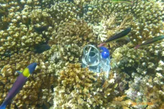 Researchers collect underwater noises with autonomous recorders.