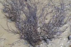 The red seaweed Gracilaria vermiculophylla (Gverm).