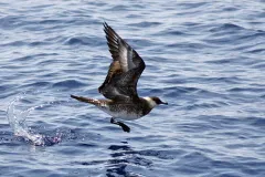Pomarine Jaegers (Stercorarius pomarinus) are predatory and pirate-like seabirds that will often steal prey from other birds.