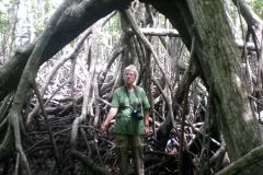 Dr. Candy Feller is framed by the roots of a mangrove tree on Panama’s Pacific coast.