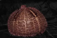This purple urchin Paleopneustes cristatus is seldom seen by itself, and can be found in groups of hundreds.