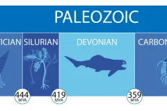 a timeline of the paleozoic era