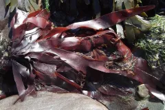 red fronds of kelp in low tide