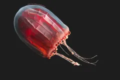 In this photo, the jellyfish Pandea rubra may have been surprised by a camera light or in a defensive state, causing it to contract its red mantle and reveal its complex muscle anatomy.