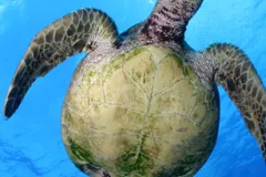 The Papahanaumokuakea site in the United States was inscribed on the World Heritage List in 2010. The site is a vast isolated cluster of small low-lying islands and atolls surrounded by ocean that provides safe habitat for endangered species like the green