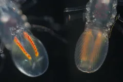 Two small, translucent hyperiids with very large eyes. 